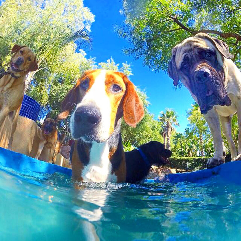 Dogs in the Pool