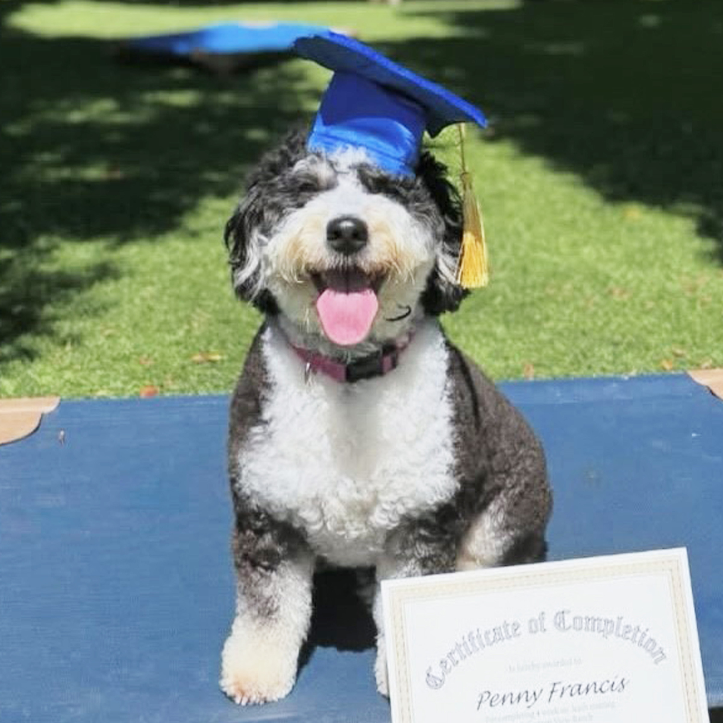 Dog Training in Topanga, California