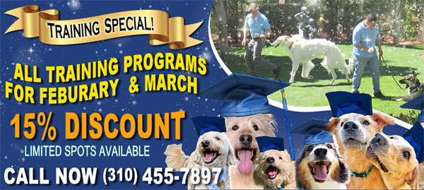 Canyon View Ranch Dog Training Special