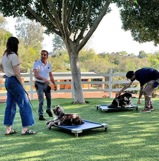 Dog Training in Topanga, California