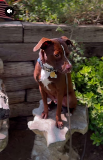 Photo from customer review