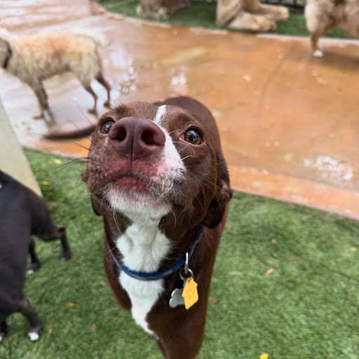 Photo from customer review