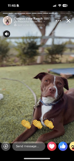 Photo from customer review